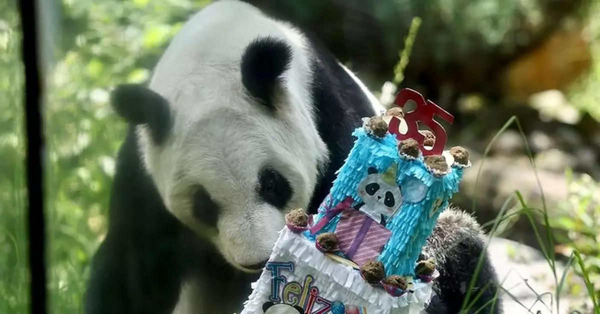 海外最長壽大熊貓「欣欣」35歲生日 墨西哥動物園舉辦派對慶祝