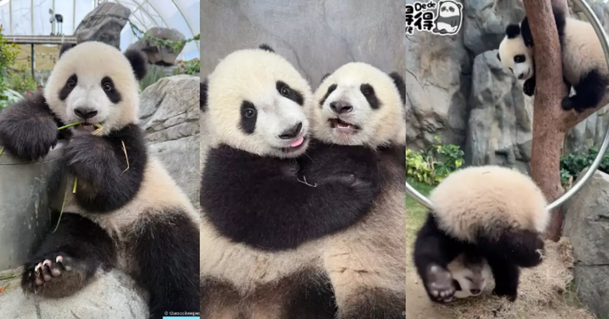 Happy Friday！「家姐細佬」得意論盡片段曝光  360度玩轉獨木橋及金剛圈