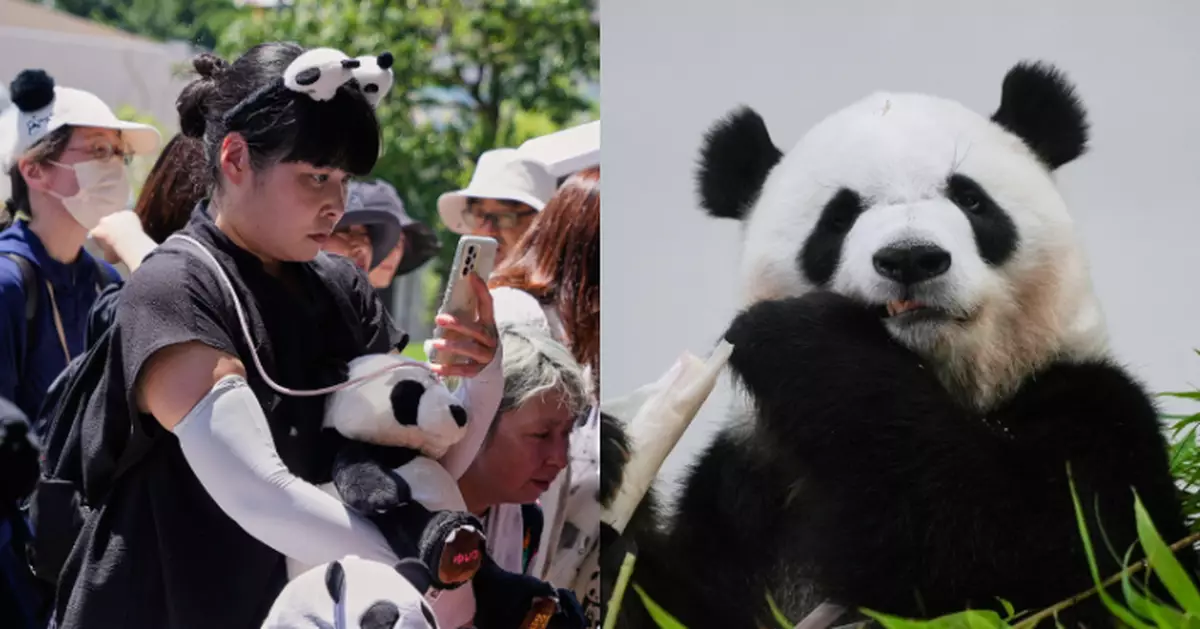 日本和歌山「冒險世界」四隻旅日大熊貓周六啟程回國　大批日本民眾到場送別