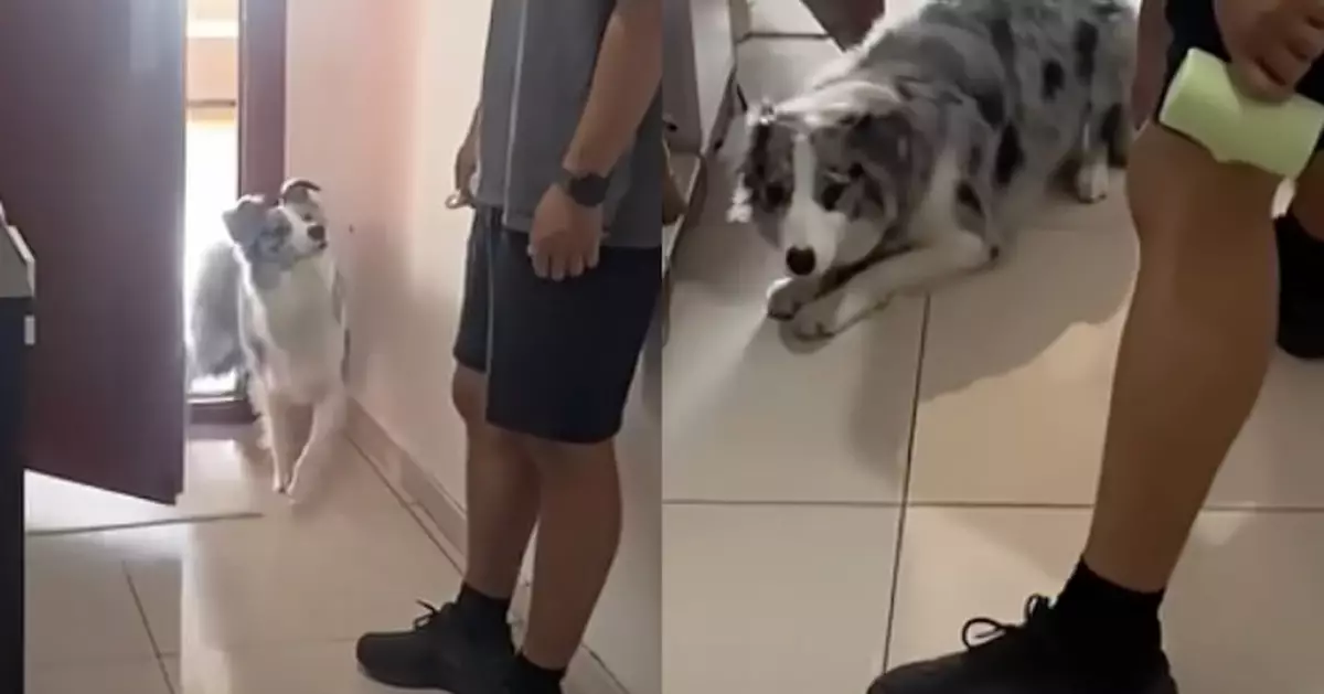 有片！邊牧愛偷走 出門俾「守株待兔」主人捉到正 秒認錯跪地上求饒