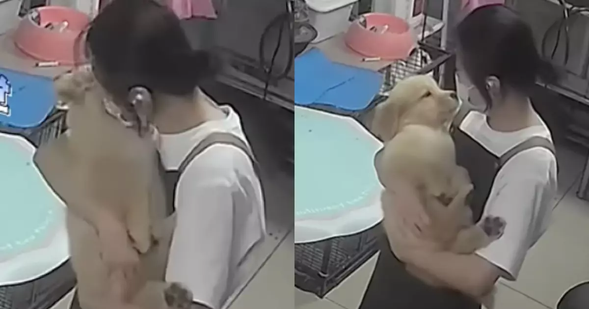 可愛！小金毛洗澡超乖 美容師「抱起來狂親」同事：冷靜啲