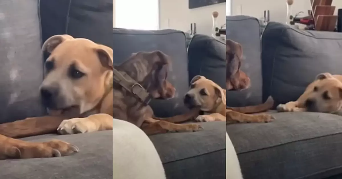 有片！狗妹妹狂舔哥哥尾巴沒自覺 主人提醒後秒裝死：發生咩事