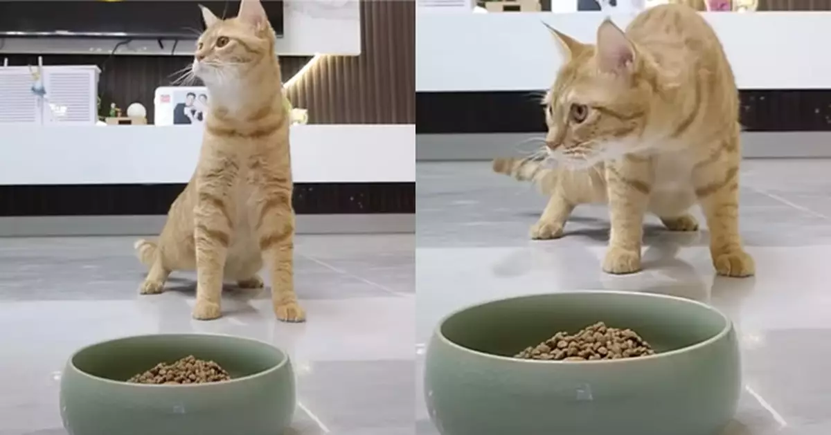 夫妻飼主跑開測試貓仔會揀貓糧主人？結果出人意料