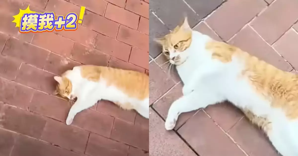 有片！貓貓4次撒嬌翻肚求摸摸全被無視嬲到黑面：你瞎嗎？