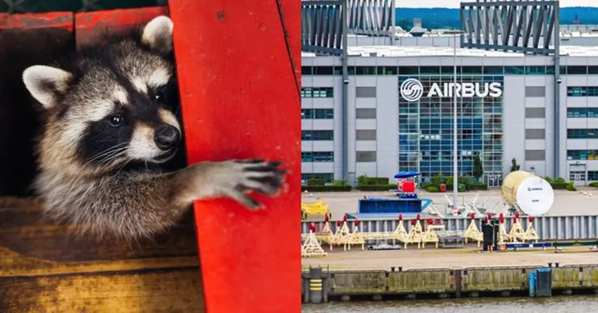 客機變新窩 加國浣熊媽闖「空中巴士」工廠製造中飛機內誕5B