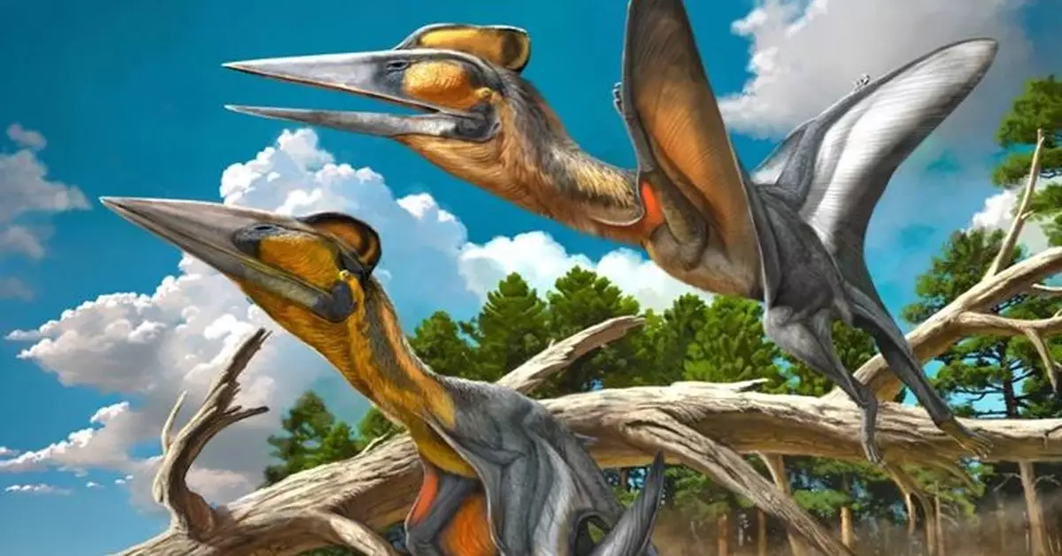 30年前熊本縣出土化石竟是「全新物種」 日本發現首隻翼龍