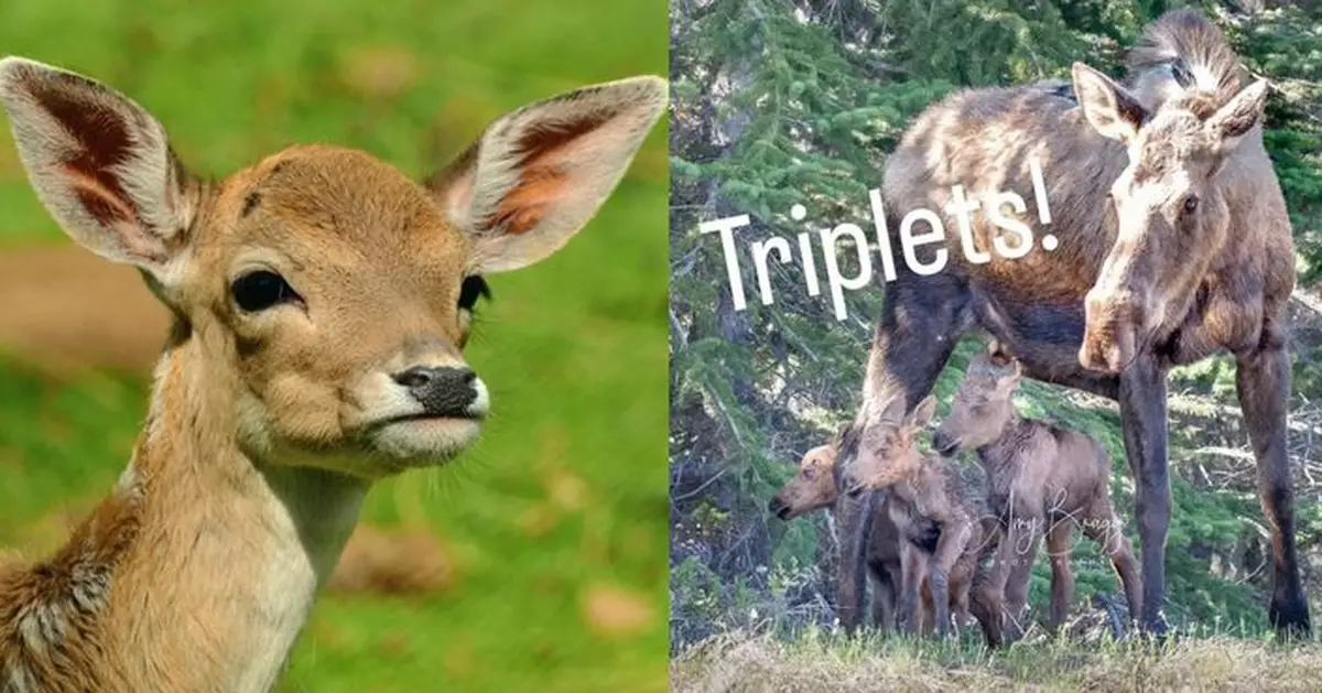 駝鹿媽媽誕3胞胎不到24小時 巧遇女攝影師留下全家福完美合照