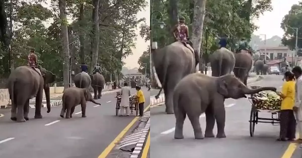 印度小象現童真向街邊攤販索食物 網民建議繳「可愛稅」讓動物免費取食