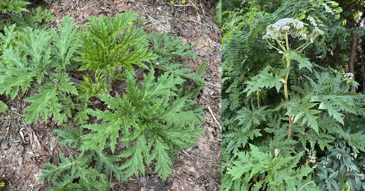 北海道校園疑現「世界最危險植物」 誤觸恐長大水泡嚴重致失明