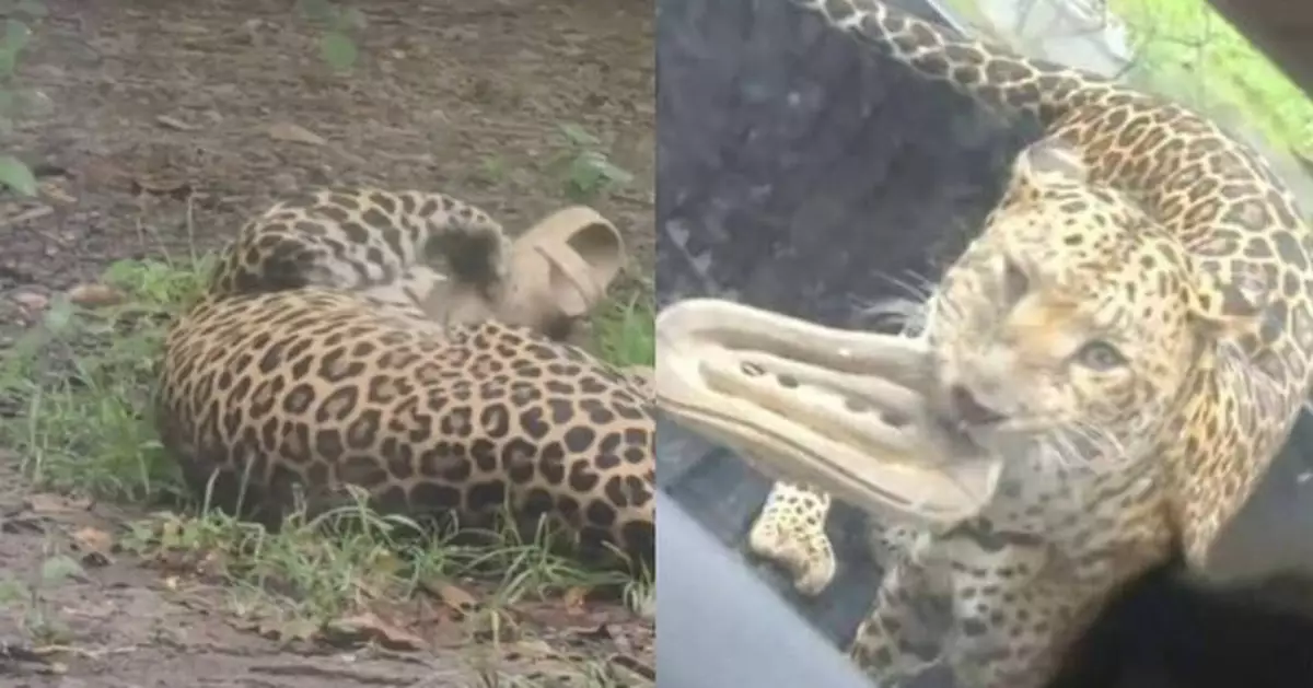 野生動物園豹子跳車搶遊客拖鞋 翻滾玩弄「戰利品」似足家貓玩玩具