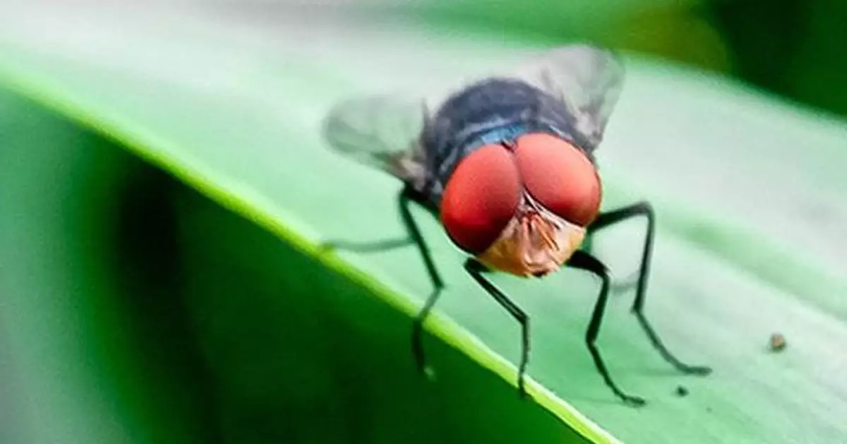 科技滅蠅戰！德州擬設廠繁殖數億「太監烏蠅」防產卵護畜牧業