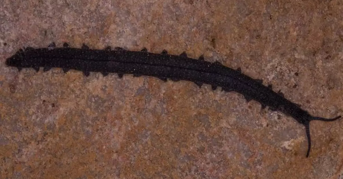 南非大學生發現5億年活化石 新物種「天鵝絨蟲」比恐龍更古老！