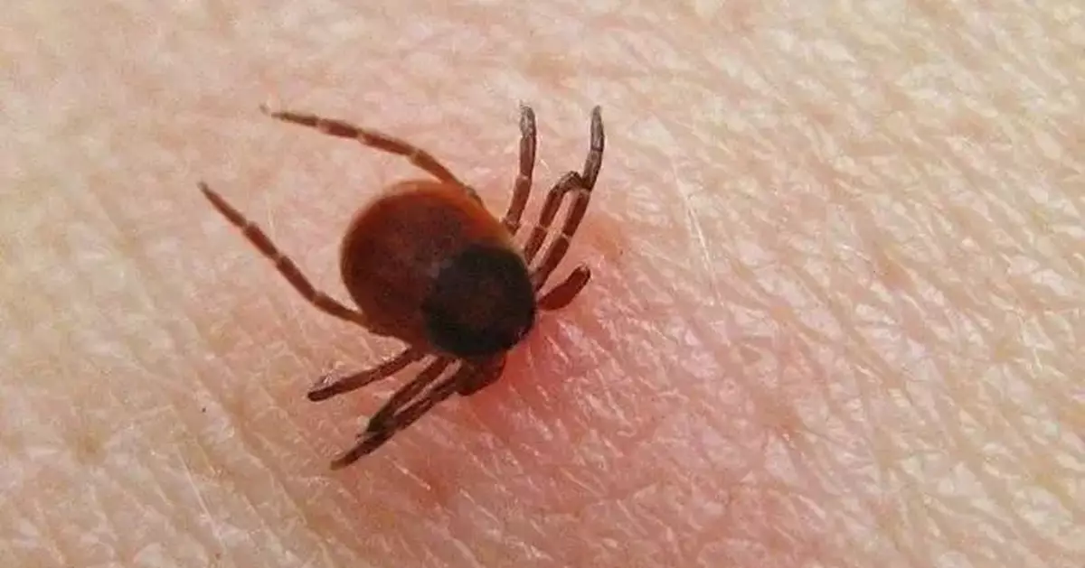 遊日注意！日本爆蜱媒病毒奪命潮   獸醫疑治療病貓染疫身亡