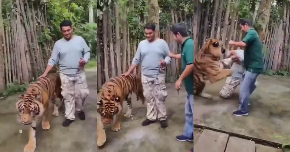 泰布吉「老虎王國」出事 印度男遊客摸虎背合影遭撲擊