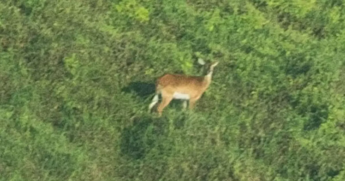 全球首張「烏彭巴驢羚」活體照曝光 瀕臨滅絕恐不足千隻