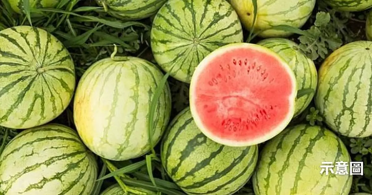 西瓜消暑壯陽兼降壓 中醫師揭：錯誤時間進食恐腹瀉傷腸胃