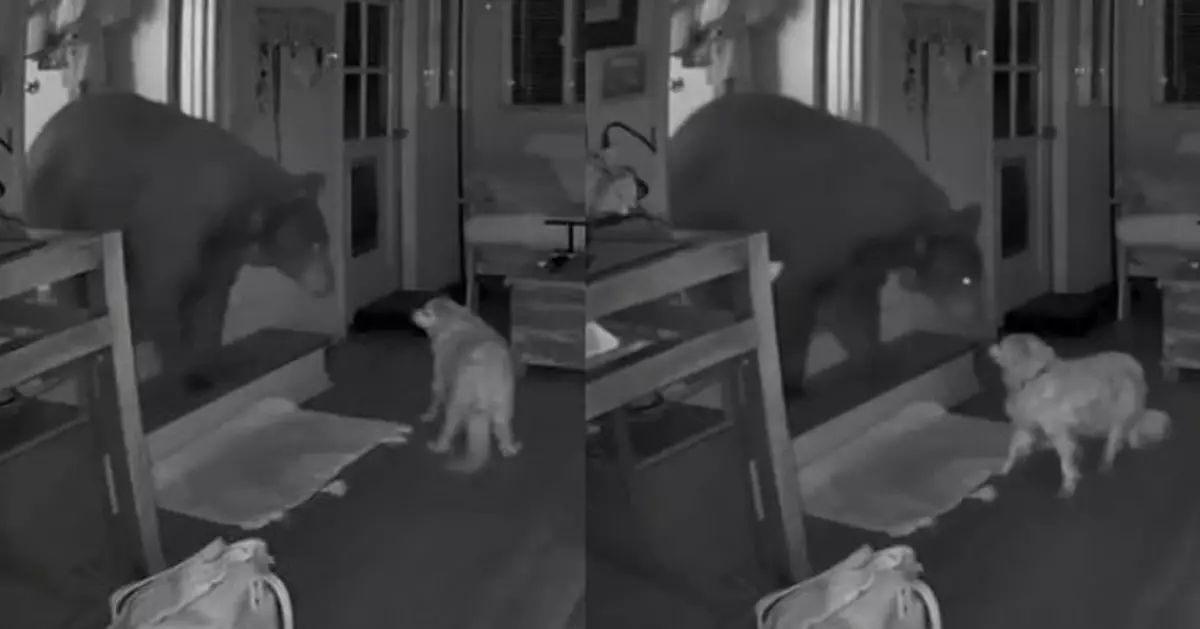 黑熊夜闖加州民居翻雪櫃 17歲老狗無畏懼助飼主驅趕