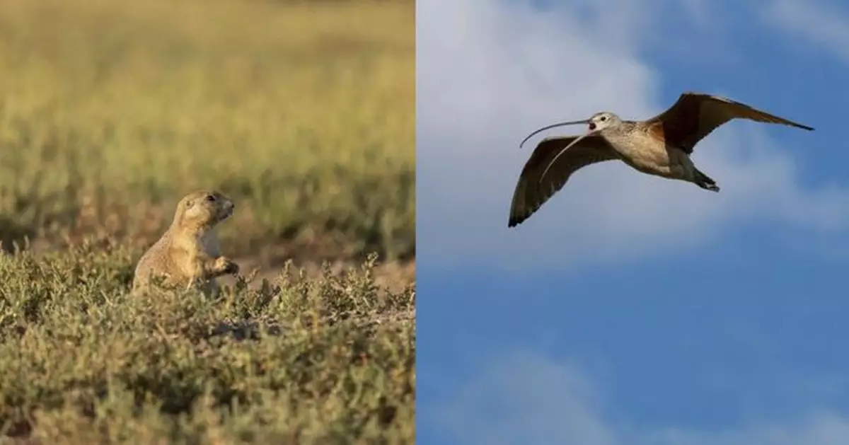 長嘴杓鷸跨物種偷聽「犬鼠警報聲」避敵 研究揭獨特生存策略
