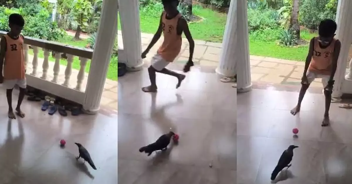 有片！烏鴉都識踢波 與印度男童對搓準繩度高 網民讚：充滿足球智慧
