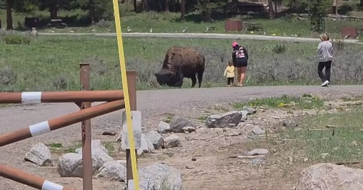 無視柵欄與警告！黃石公園現「玩命遊客」 抱孩逼近吃草野牛影相