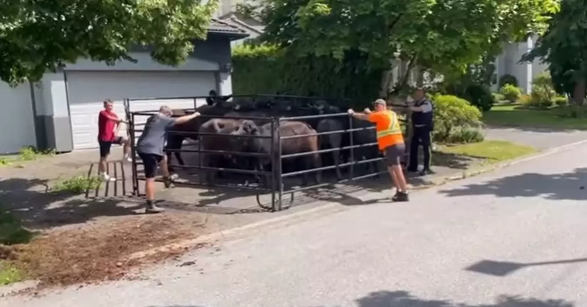 24頭水牛突發雌威難衝破圍欄 闖入加國小鎮閒蕩擾攘半天