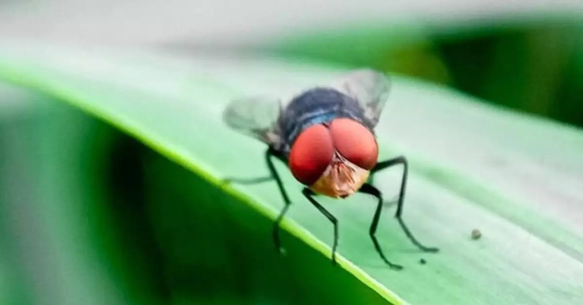 恐怖「螺旋蠅」北上隨時殺入牛群 美得州投資1.6億設絕育工廠