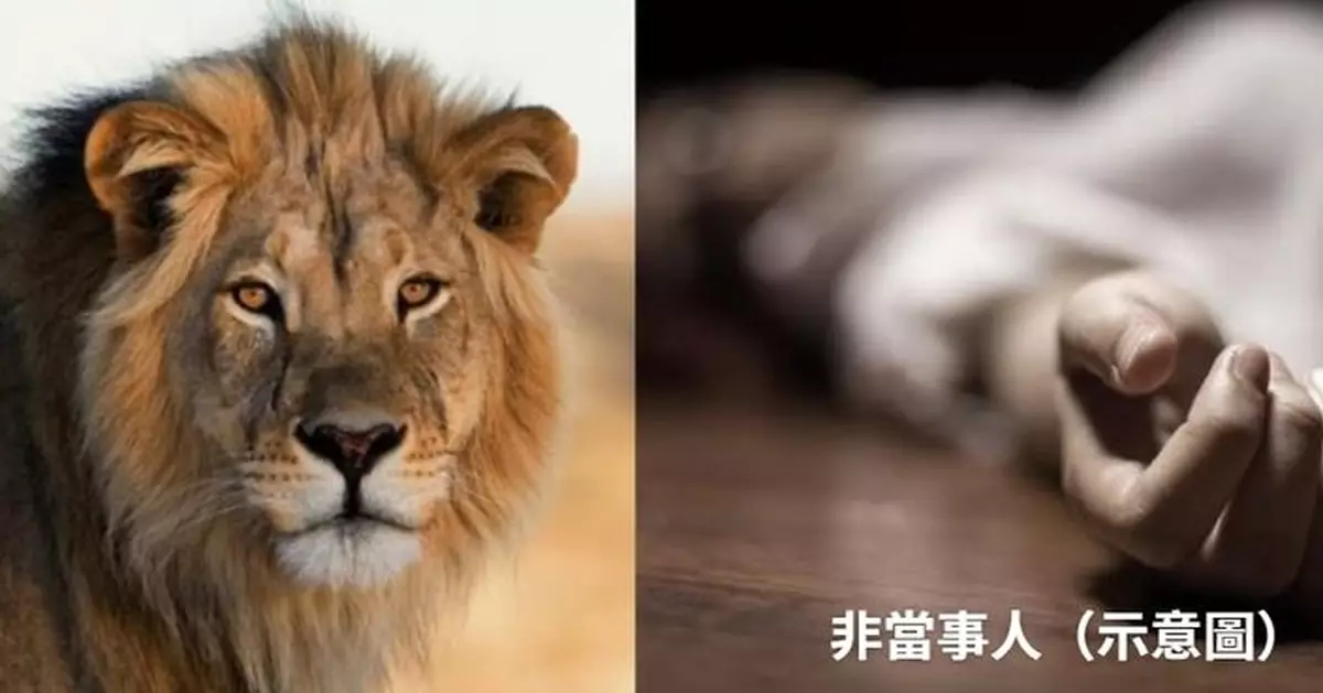 攜家人外出露營 納米比亞富商清晨如廁遭野獅狠咬當場喪命