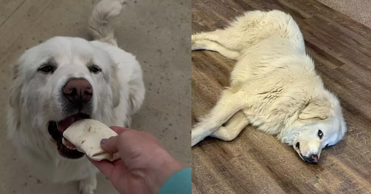 為食大白熊犬想吃捲餅 夜晚偷離家徒步8公里苦候5小時等便利店開門