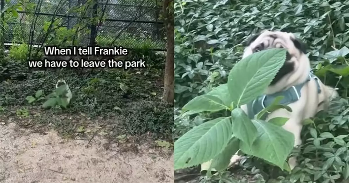 巴哥犬唔想返屋企躲草叢扮植物TikTok爆紅 影帝級演技震撼網民