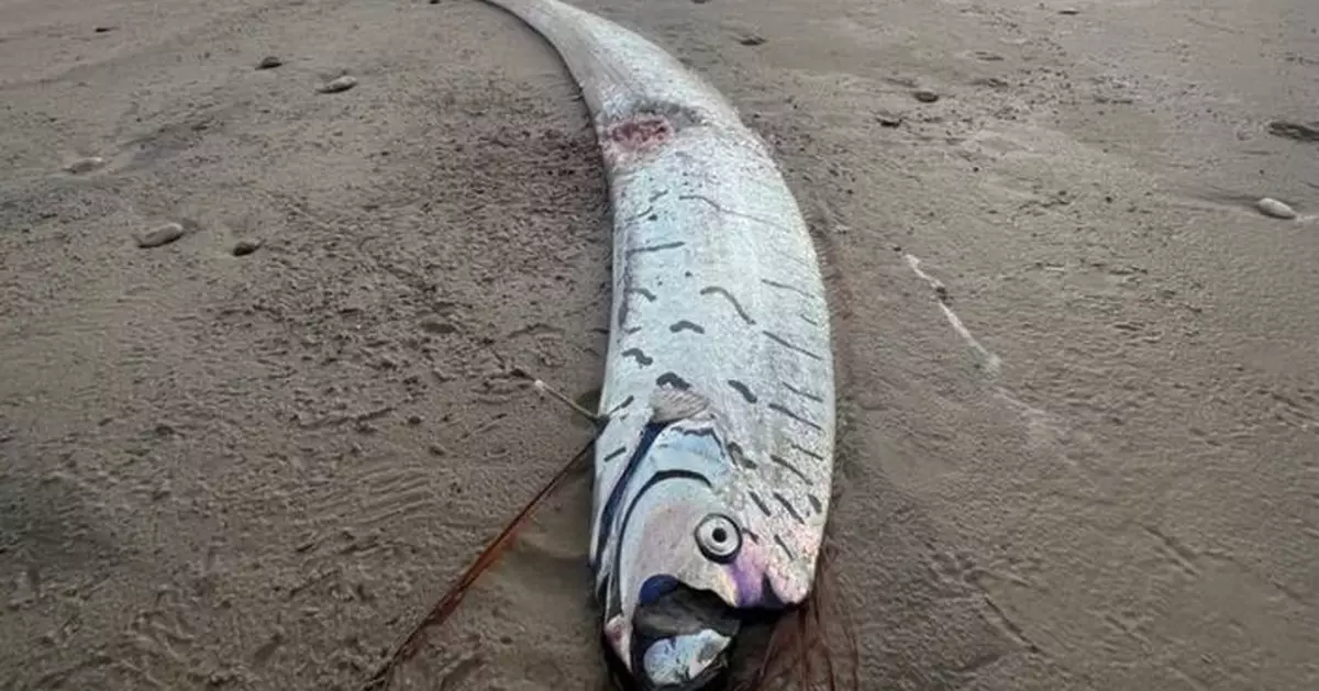 澳洲南部沙灘驚現2.7米「地震魚」網民憂災禍即將降臨
