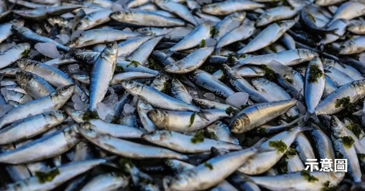 為魚發聲 科學證實魚類被捕撈後會劇痛逾10分鐘 籲改革屠宰方式