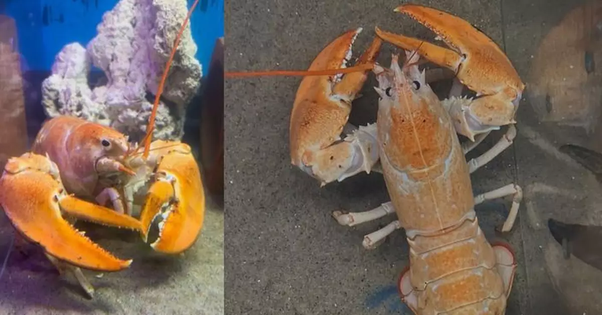 出現機率3千萬分之一！金龍蝦獲海鮮館捐出「死裡逃生 」免成盤中餐