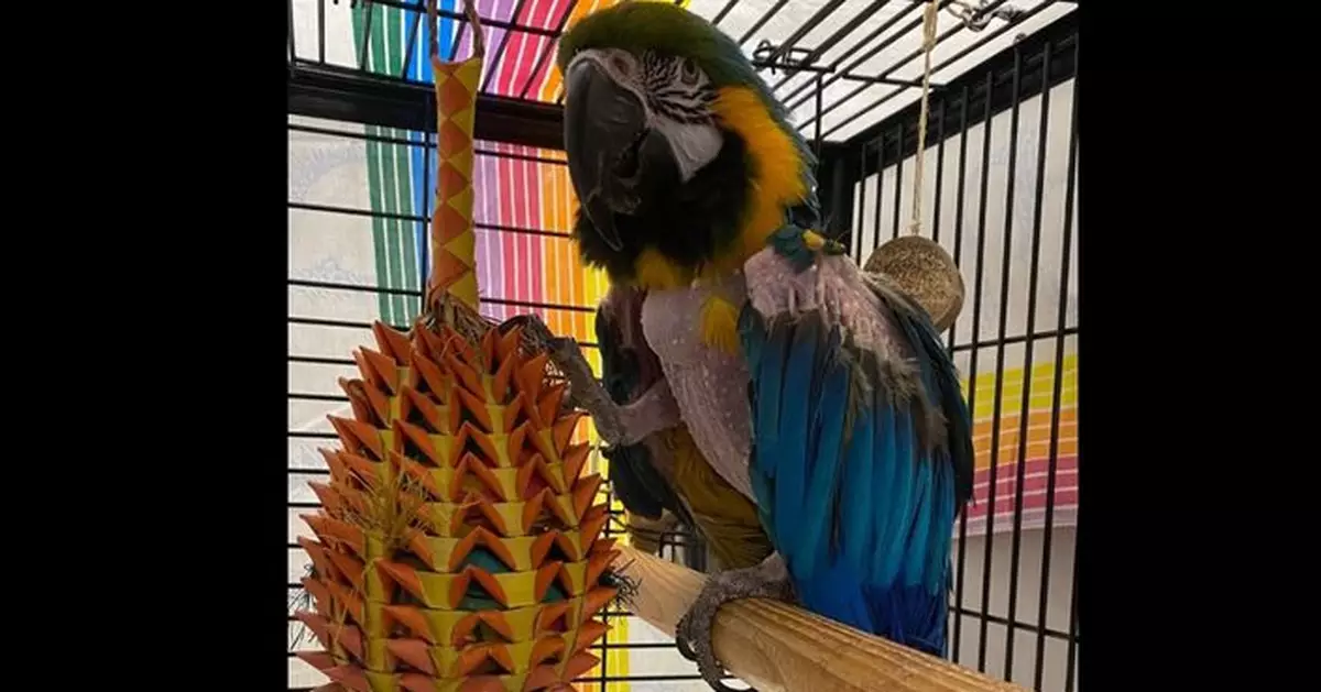 出口成髒!  美動物收容所為「限制級鸚鵡」覓新主引逾50份申請