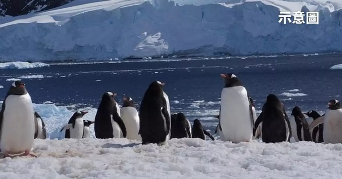 皇帝企鵝15年銳減近1/4或滅絕！研究：氣候變遷致繁殖地崩塌速度超預期
