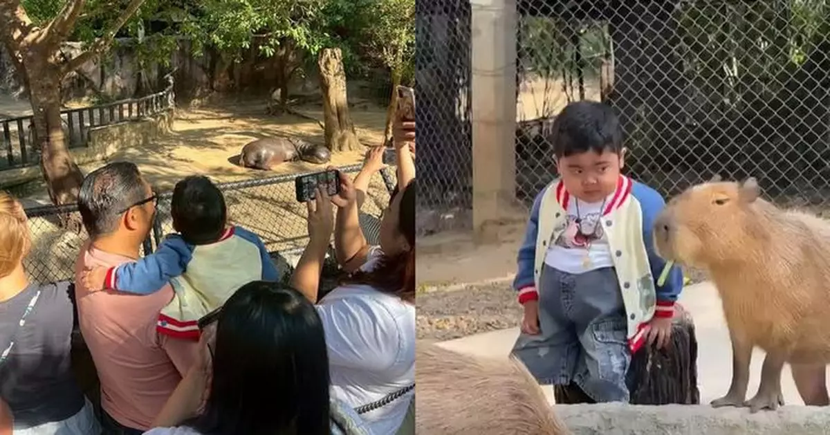 泰6歲癌末男童盼見「彈跳豬」一面 獲動物園暖心助圓夢後病逝