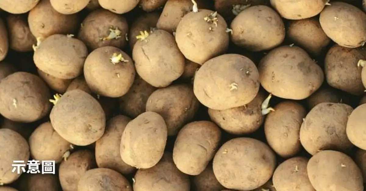 放1年表皮仍光滑 日研發「不會發芽薯仔」或解決中毒及浪費問題