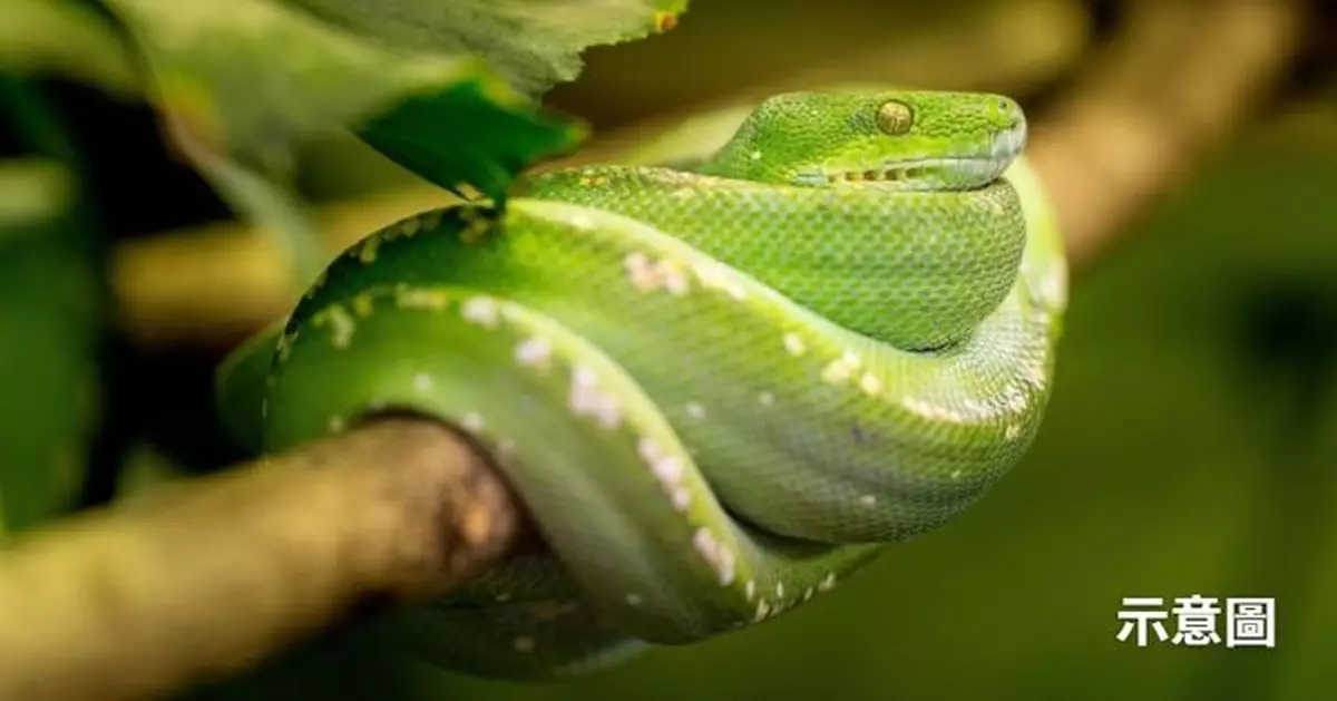 以毒攻毒還是玩命？菲「蛇醫」用活蝮蛇咬病人 稱能治百病惹議