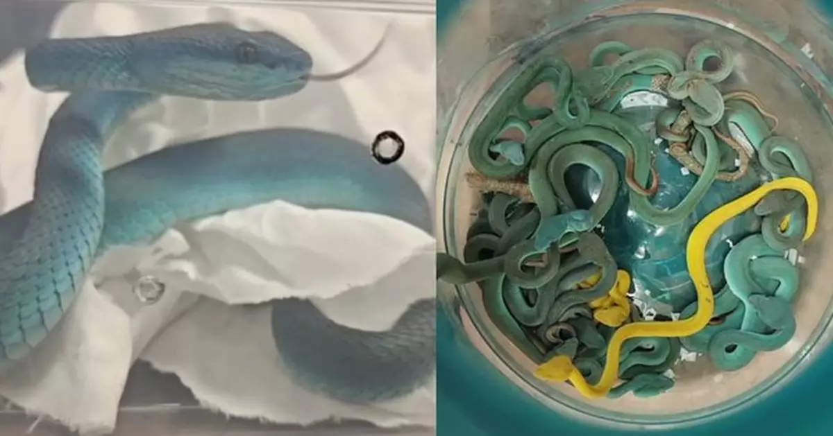 行李藏44條劇毒蛇！印度男泰國返國  藍黃毒蛇纏繞水桶畫面曝光