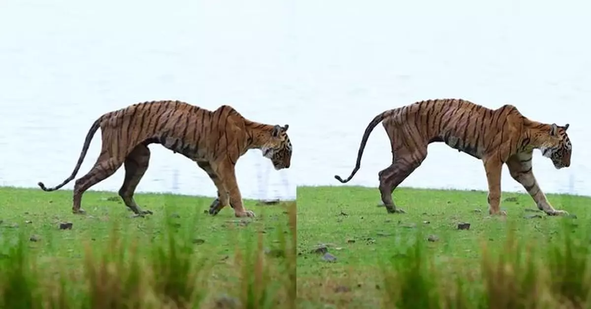 印度國家公園傳奇雌虎骨癌病逝 死前最後漫步片段令人心碎