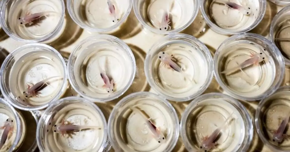 研究揭暗瘡藥藏「蠑螈斷肢再生」奧秘 推動人類四肢再生研究