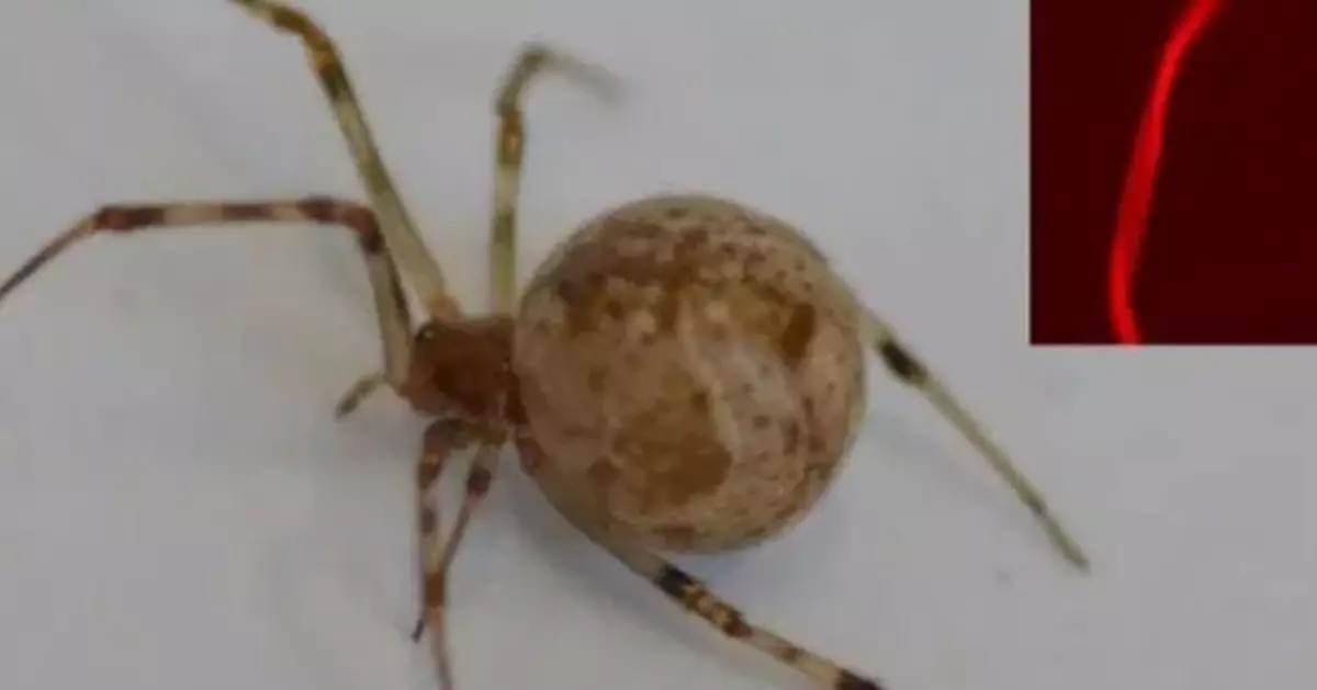 世界第一隻「經基因改造蜘蛛」問世 會吐「螢光紅色絲」