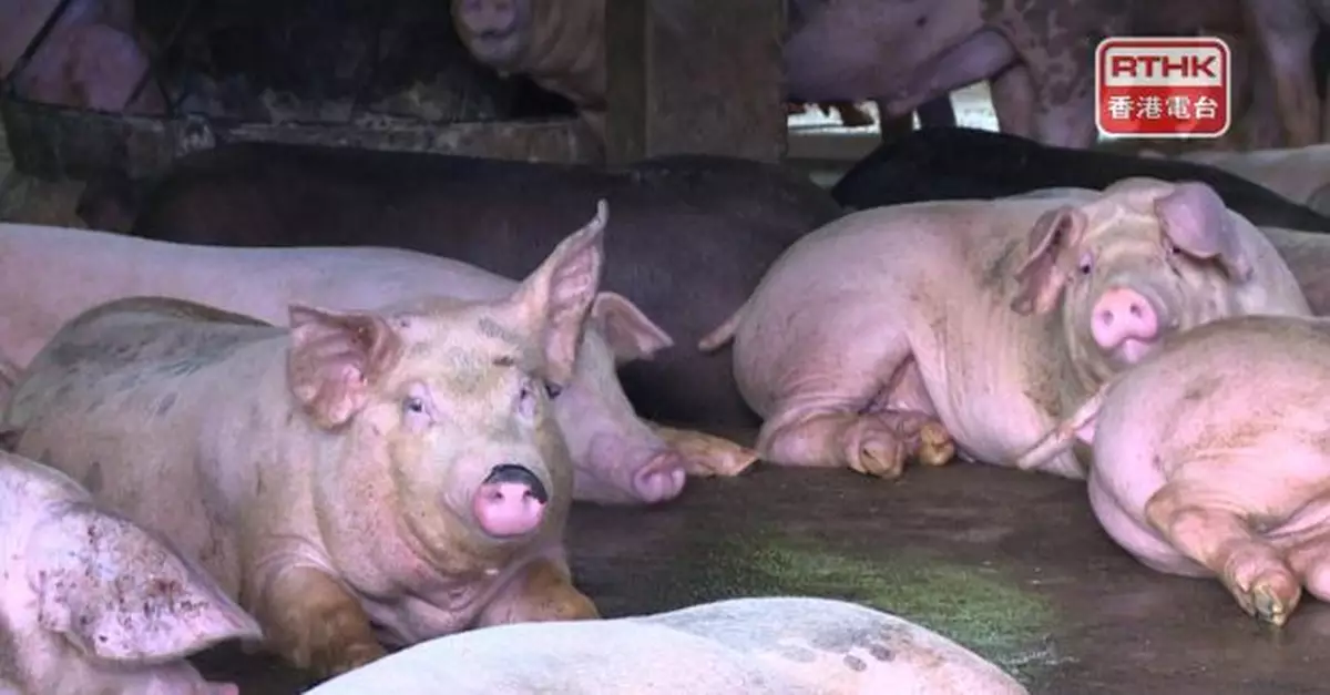 謝展寰稱推動在多層大廈養豬　當局在北部預留地方