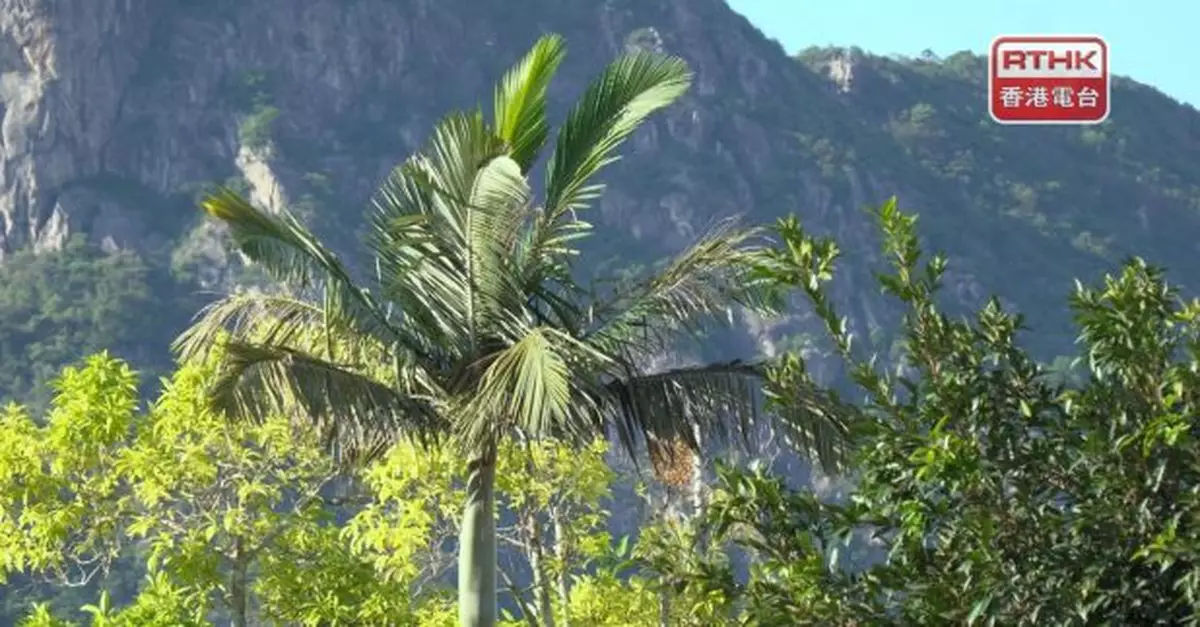 天文台稱低壓區會否發展成為更強烈熱帶低氣旋視乎不同因素