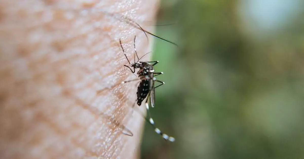 基孔肯雅熱｜佛山錄逾2000宗個案 港澳高度警戒 病徵、傳播途徑及預防方法一文看清