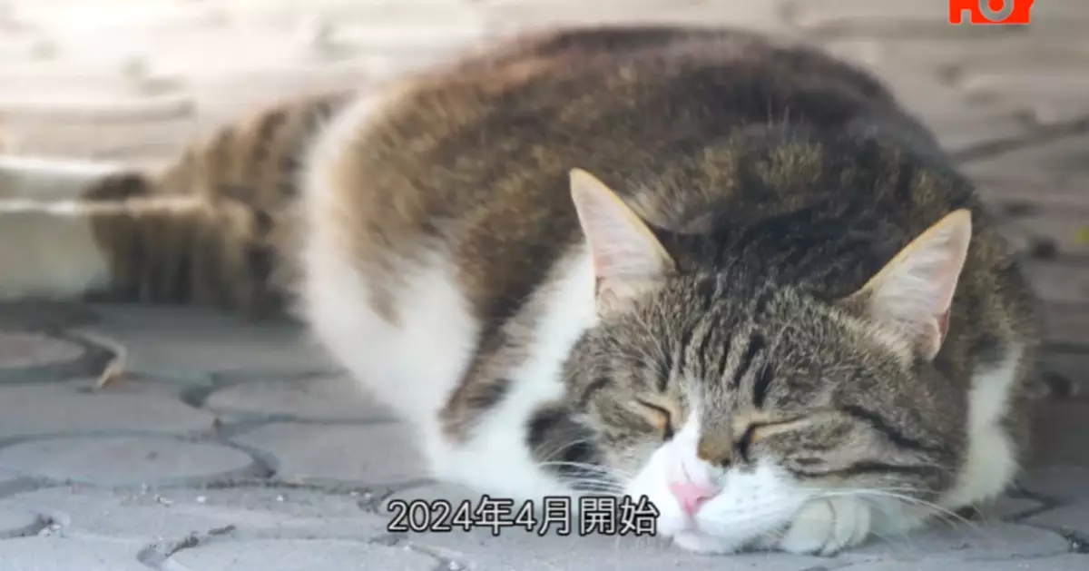 一線搜查|網購寵物九成中伏 神秘客揭半數患病 五成多屬「照騙」品種不符