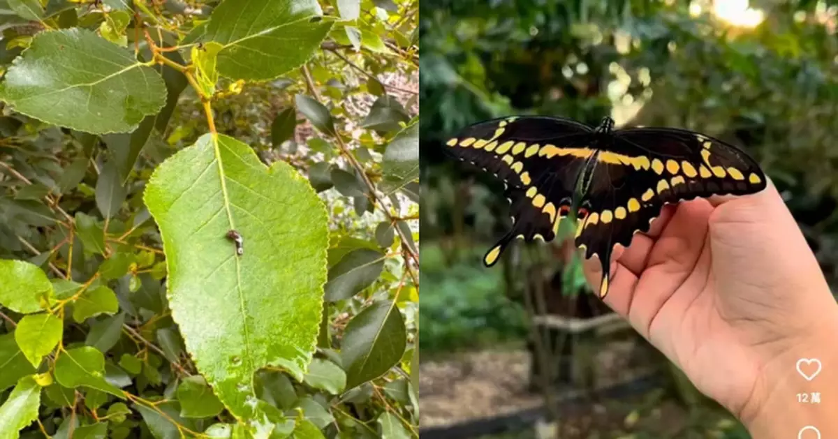 檸檬樹沾滿「鳥糞毛毛蟲」 美生物學家養育數週見證牠破蛹蛻變成巨美蝴蝶