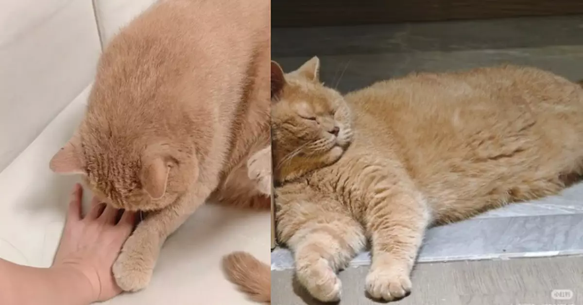 因脾氣差不親人遭棄養 臭臉英短貓獲新飼主耐心陪伴變黏人「貓保鏢」