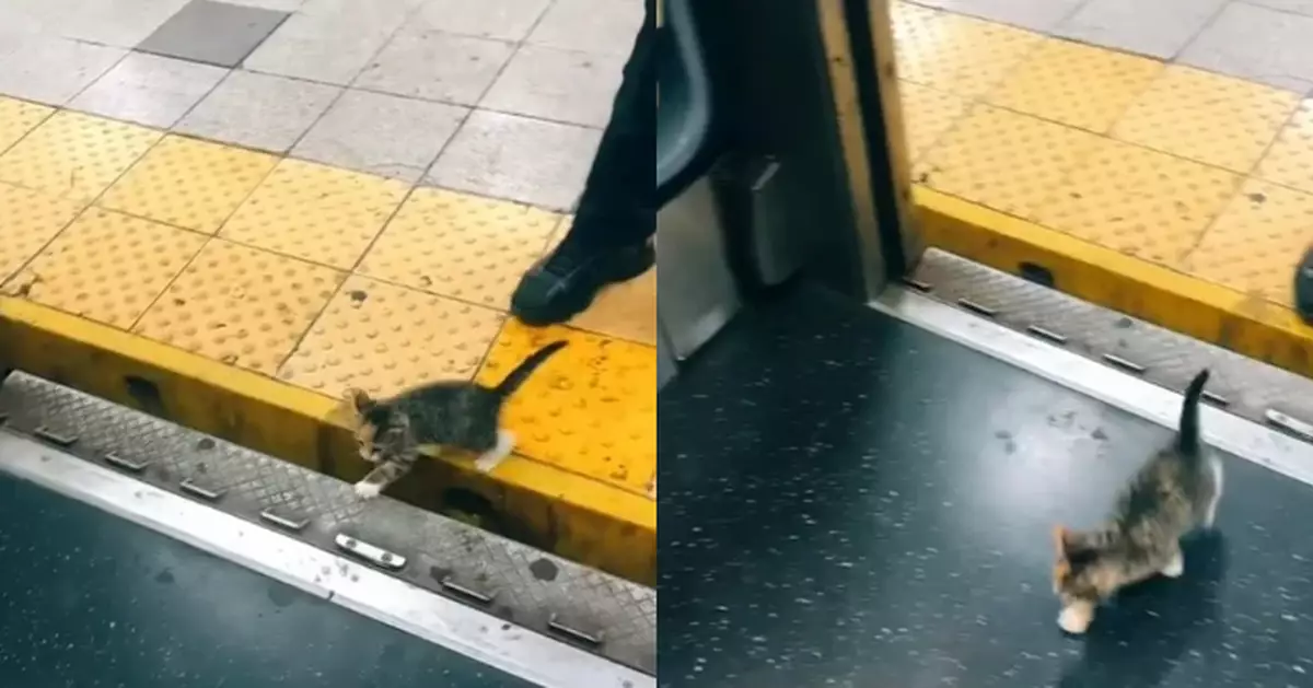 疑蕩失路誤闖紐約地鐵車廂 7週大小奶貓無助徘徊獲善心女乘客即場收編