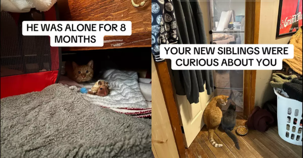 飼主離世獨守空屋8個月 忠誠橘貓獲新飼主收養悉心照料重拾幸福生活