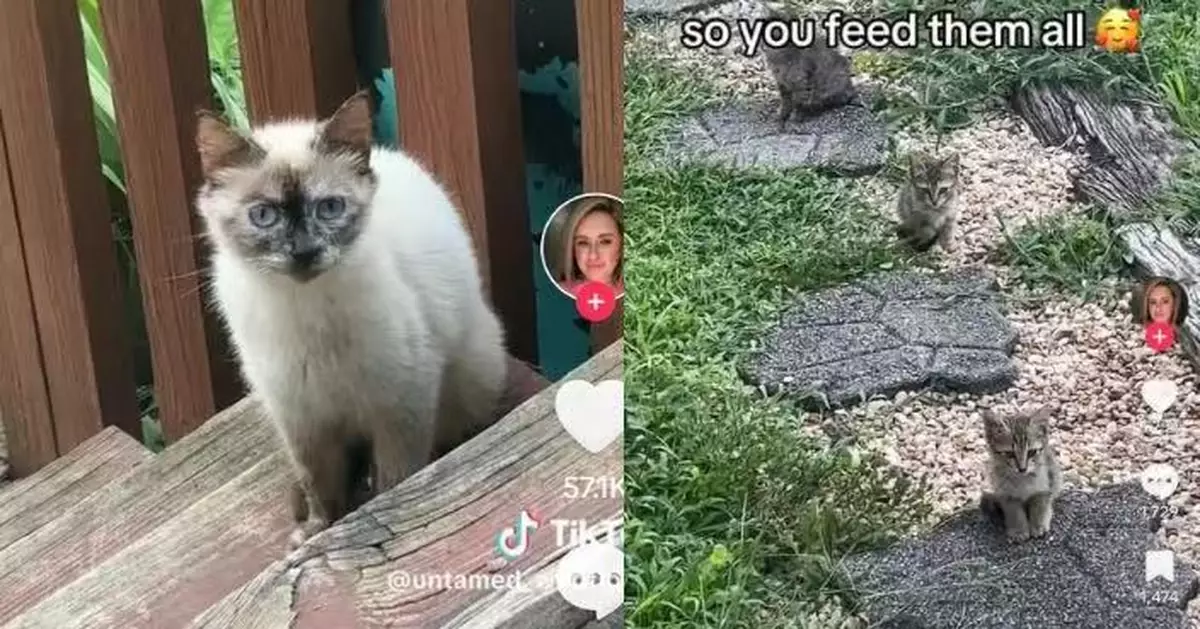 善心女餵流浪貓數日獲信任 貓媽帶4幼貓全家出動登門討食